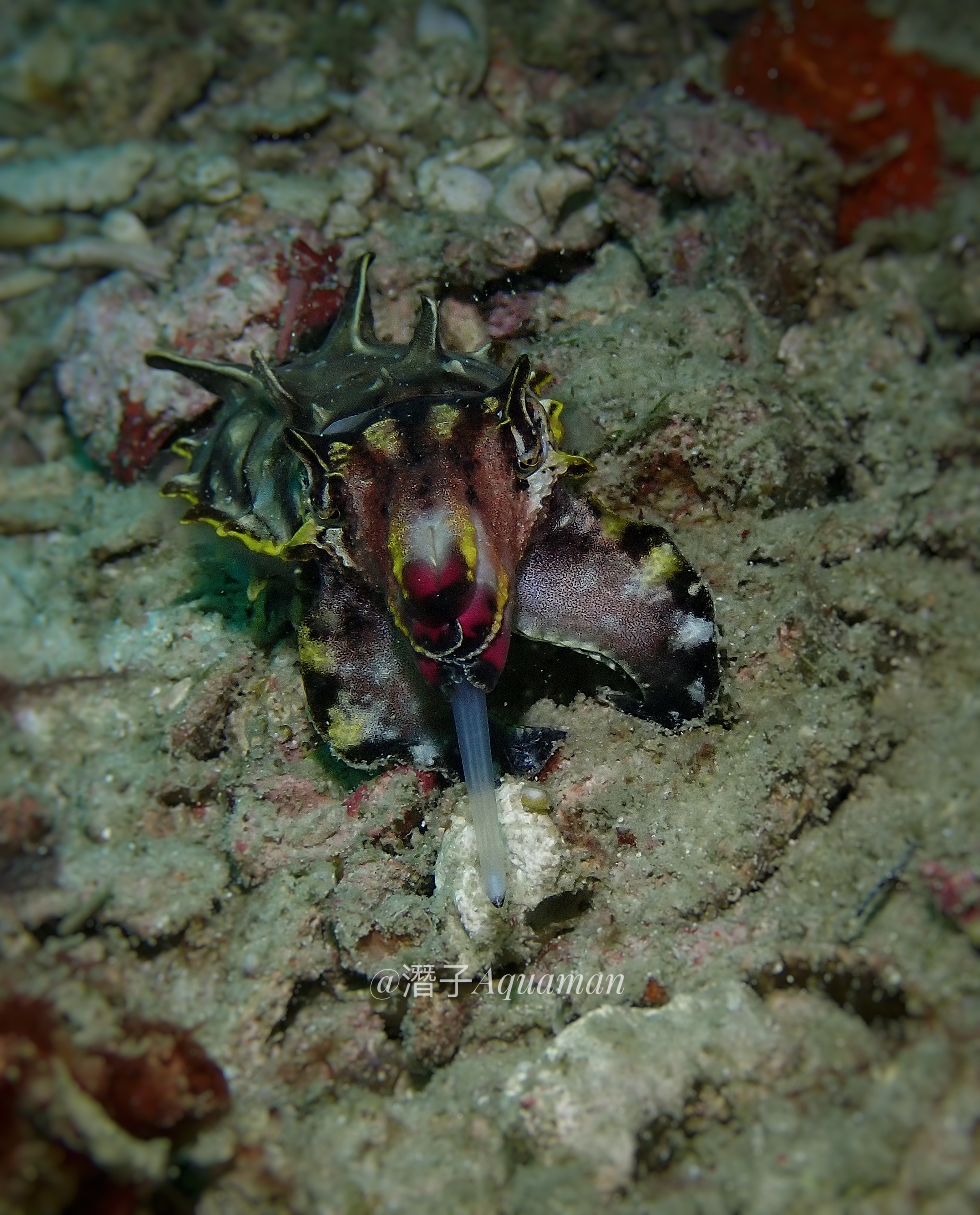 Semporna Ocean Expedition